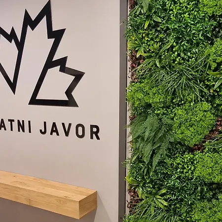 Zlatni Javor - Trio Jahorina